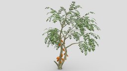 Cacao Tree( Orang Fruit)- 05 cacao-tree, 3d-cacaotree, lowpoly-cacao, 3d-lowpoly-cacao, cocoatree