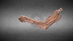 Arm muscles/Músculos del brazo
