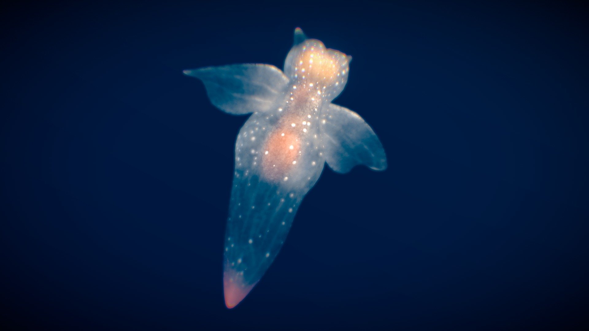 This model can import to Blender. **
Before purchasing this model, you can download Sea Slug — Chromodoris Annae and try to import it.
Because for different software, rigging and animation may have different problems.**

2023-1-9 updated : Blender rigged version.

Additional file: https://sketchfab.com/3d-models/sea-angel-flock-2f179c034ccd45abbfb1dbd58b6c78e2 - Sea Angel - Buy Royalty Free 3D model by NestaEric 3d model