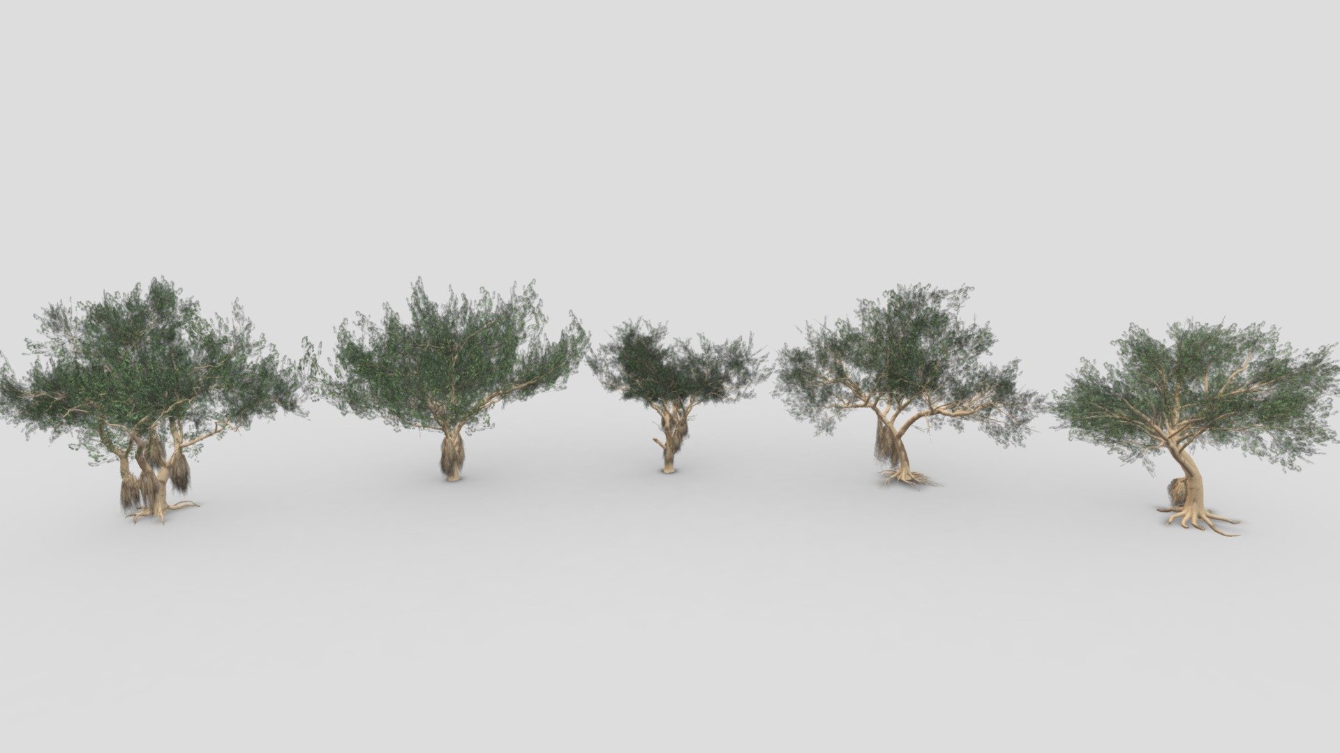 This file includes a collection of 5 3D Models of the Ficus Benjamina Tree.

Note; This is the Third collection of Ficus Benjamina Tree.

Ficus Benjamina Tree-S11: https://sketchfab.com/3d-models/ficus-benjamina-tree-s11-21cf0521cbce42b9a944042d88df9122

Ficus Benjamina Tree-S12: https://sketchfab.com/3d-models/ficus-benjamina-tree-s12-b69d440a169c4c30b395cddda2b33c83

Ficus Benjamina Tree-S13: https://sketchfab.com/3d-models/ficus-benjamina-tree-s13-af00ea335b1d4be4bfbbaef921d4c87a

Ficus Benjamina Tree-S14: https://sketchfab.com/3d-models/ficus-benjamina-tree-s14-f3180f1d68184127b315fa7d35ffcb20

Ficus Benjamina Tree-S15: https://sketchfab.com/3d-models/ficus-benjamina-tree-s15-090a507261da4a0abf83b9eadb348913 - Ficus Benjamina Tree- Pack 03 - Buy Royalty Free 3D model by ASMA3D 3d model