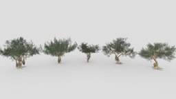 Ficus Benjamina Tree- Pack 03