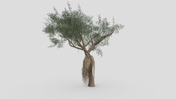 Ficus Benjamina Tree-S16 benjamin, nature, 3d-bracelet, ficus, 3d-plants, unity, 3d-lowpoly-ficus-benjamina, 3d-lowpoly-benjamina