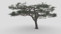African Acacia Tree-S11 unreal, acacia, african, lowpolygon, lowpolymodel, 3dtree, lowpolytree, 3dplant, fabaceae, unity, lowpoly, wattles, lowpolytree3d, umbrella-tree-3d