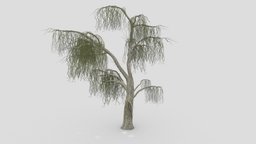 Weeping Willow Tree-16