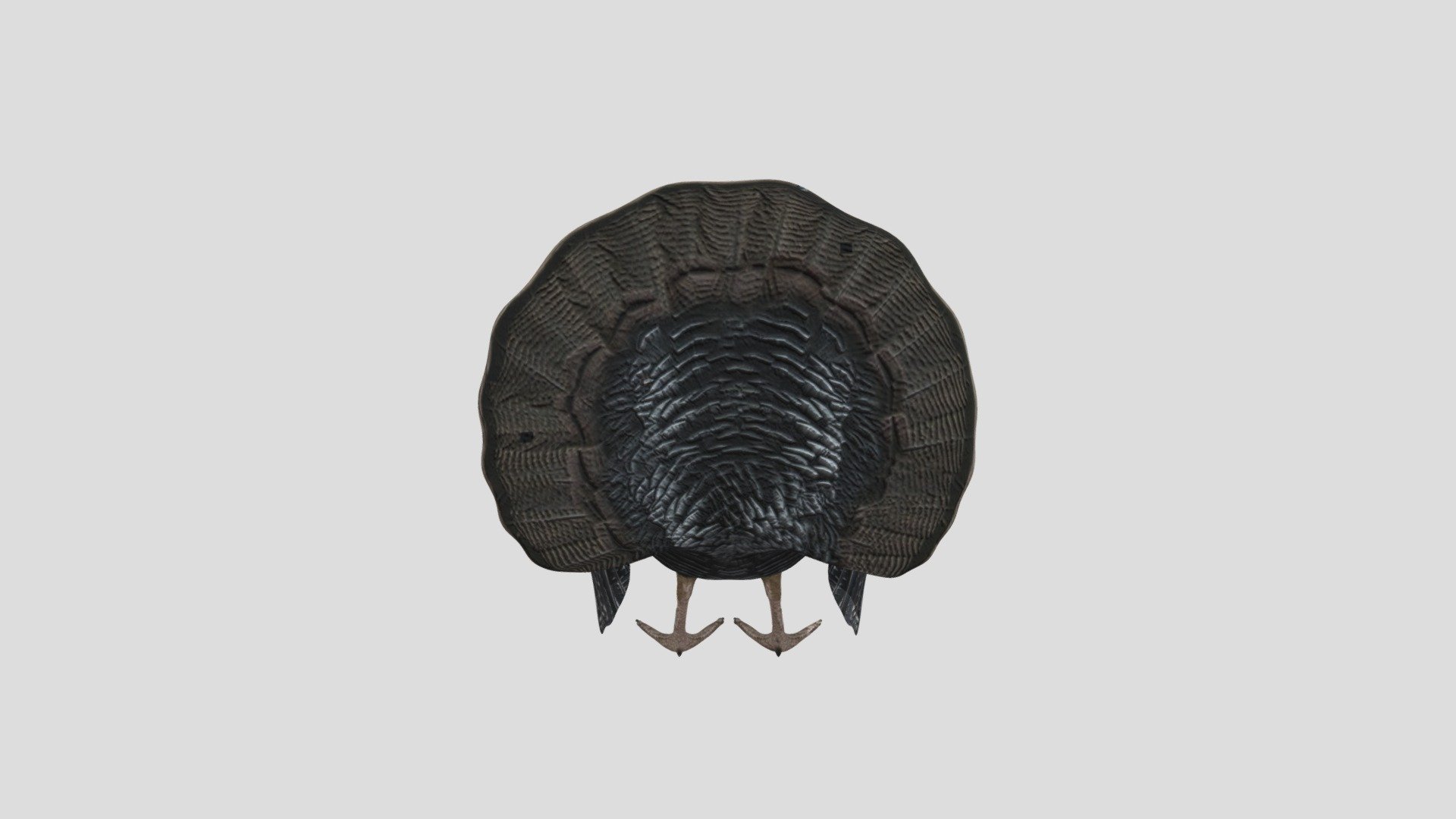 wild_turkey_male_v2_L2_123c4c2732a4-096a-434a-b9 - 3D model by abellini 3d model