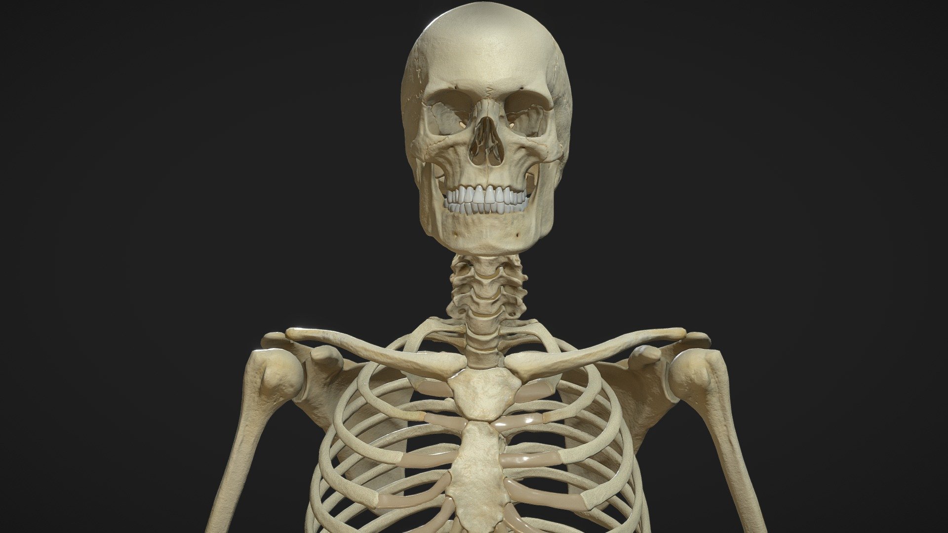 Hight detail 3d model of Human male skeleton.

For better quality preview watch youtube demo: https://youtu.be/lYGn_zgvcWM  

This is not subidivision model !

Anatomically correct (about 95 % ) 

POLYCOUNT - verts: 92 138 / Faces: 101 672 / Tris: 183 402

8 Textures sets (albedo, normal map, roughnes map ):

-skull 4096x4096

-cervical spine 2048x2048

-thoracic spine 2048x2048

-lumbar spine   2048x2038

-pelvis 2048x2048

-arm 2048x2048 (mirrored)

-leg 2048x2048 (mirrored)

-ribcage 2048x2048



File formats: .blend, .OBJ, .FBX



This model work smooth in real time PBR engines.
 - Skeleton PBR 2020 - Buy Royalty Free 3D model by graft 3d model