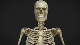 Skeleton PBR 2020 skeleton, anatomy, eevee, skeletal, anatomia, braingraft, blender, pbr, skull, medical, highpoly, bones