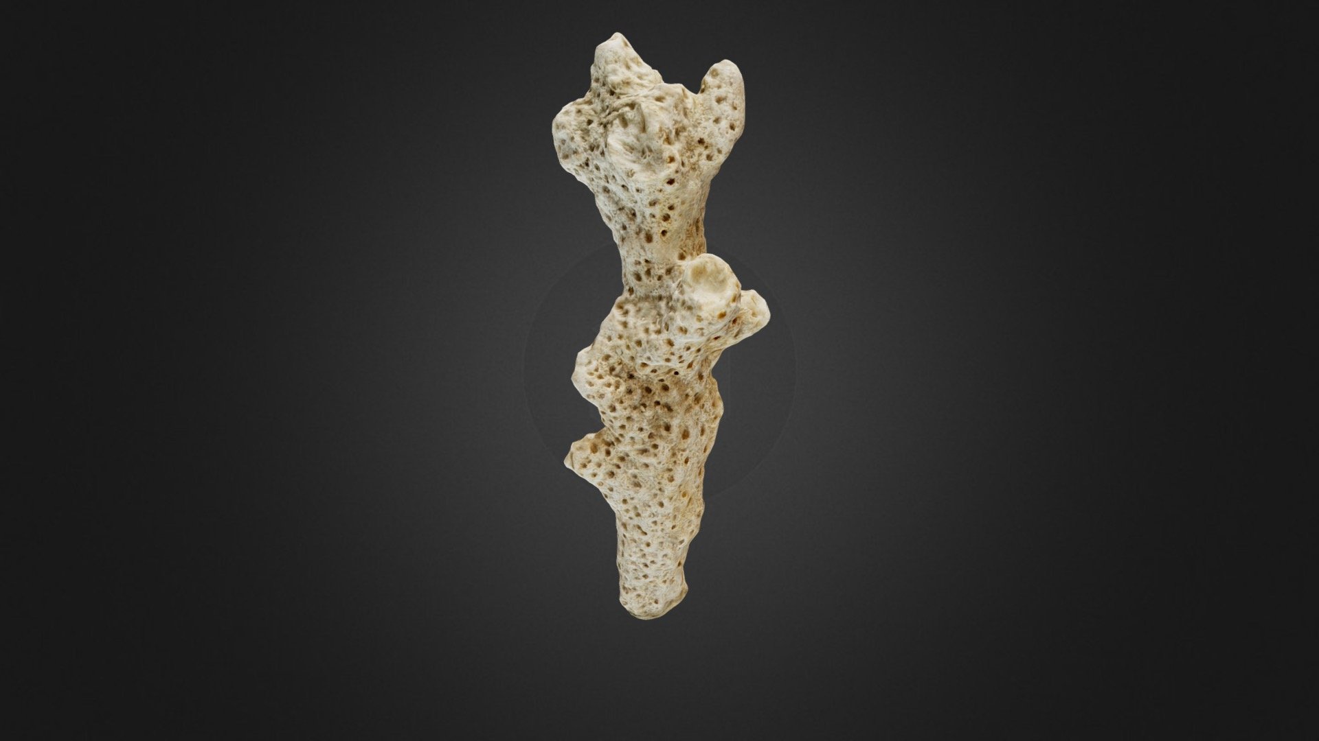 small part of white coral - Coral white - Download Free 3D model by Anna Zuber (@aniazu) 3d model