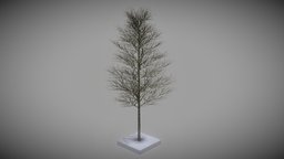 Platane 12m Winter tree, winter, baum, blatt, vis-all-3d, platane, 12-meter, 3dhaupt, software-service-john-gmbh, low-poly, blender3d, leaves