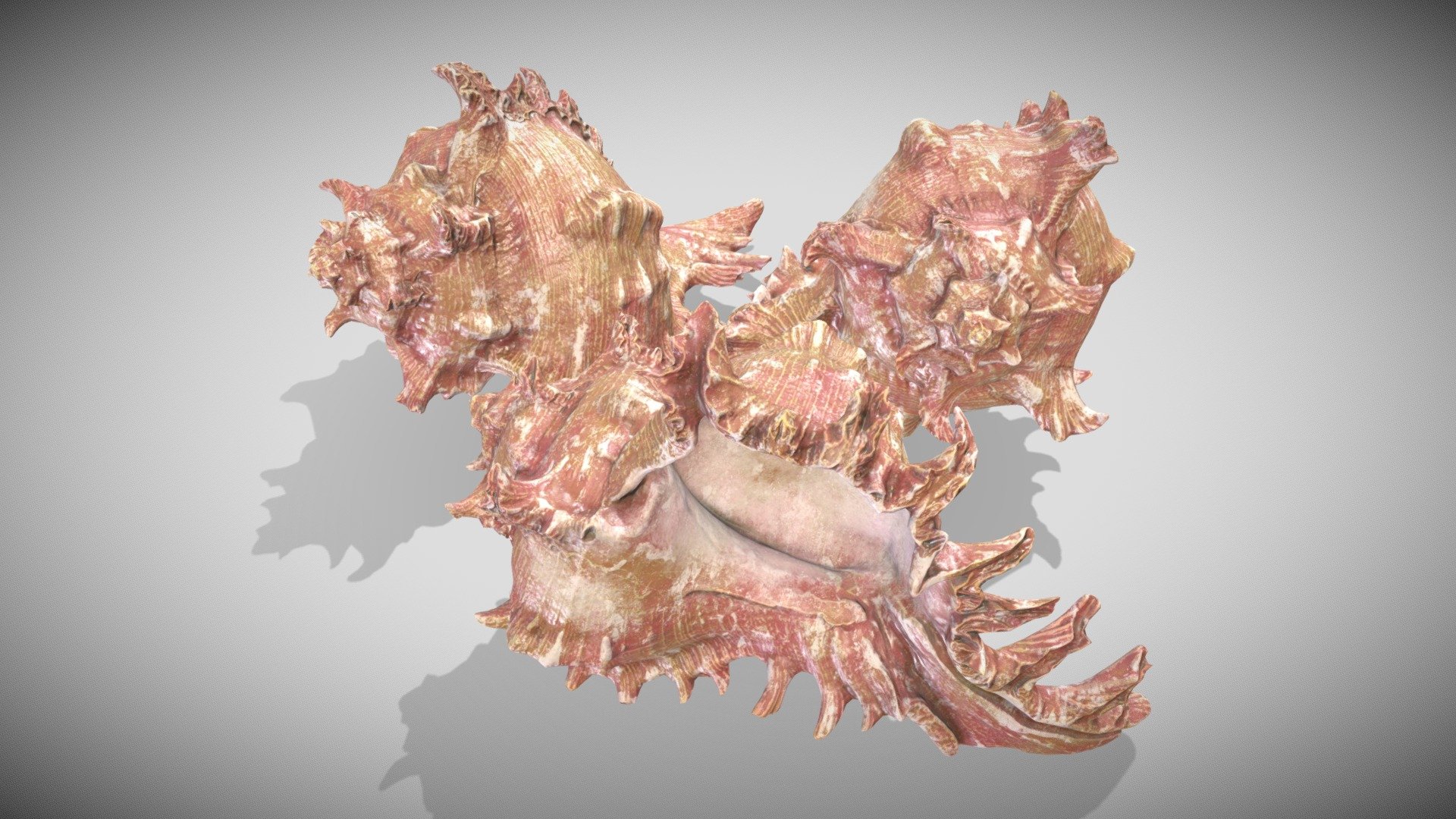 All in One Material Specular Glossiness 4k - Same Object 3 time....
Original 3D Scan from http://threedscans.com/shell/ramose-murex/ - Trio Murex Romosus - Buy Royalty Free 3D model by Francesco Coldesina (@topfrank2013) 3d model