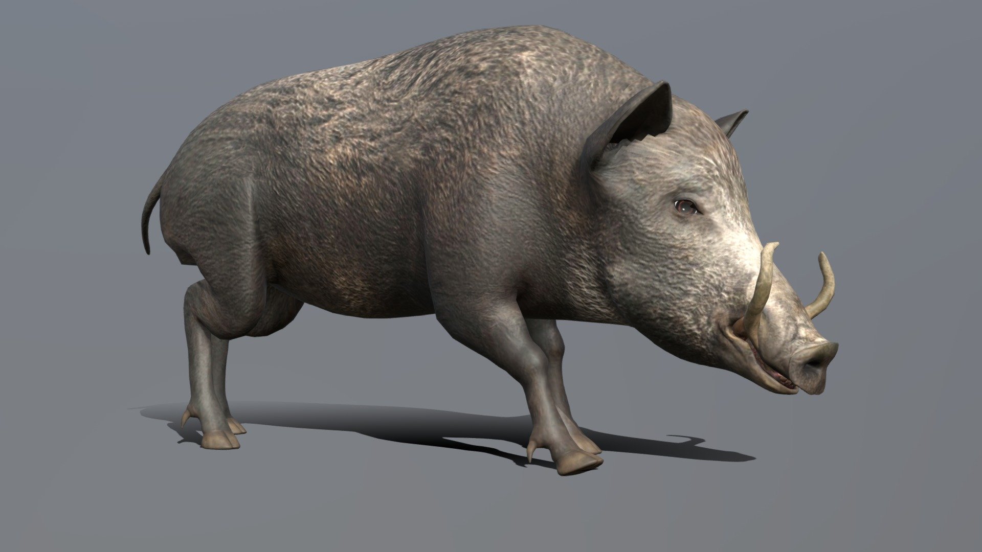 Animated Boar Walk cycle animation

fbx file format
lowpoly 3d model - Boar Walk cycle Animated - Buy Royalty Free 3D model by aaokiji 3d model