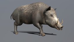Boar Walk cycle Animated forest, pig, boar, npc, walkcycle, game, animal, animation