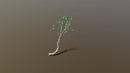 Cliff Side Small Tree (LOD) tree, lowpoly