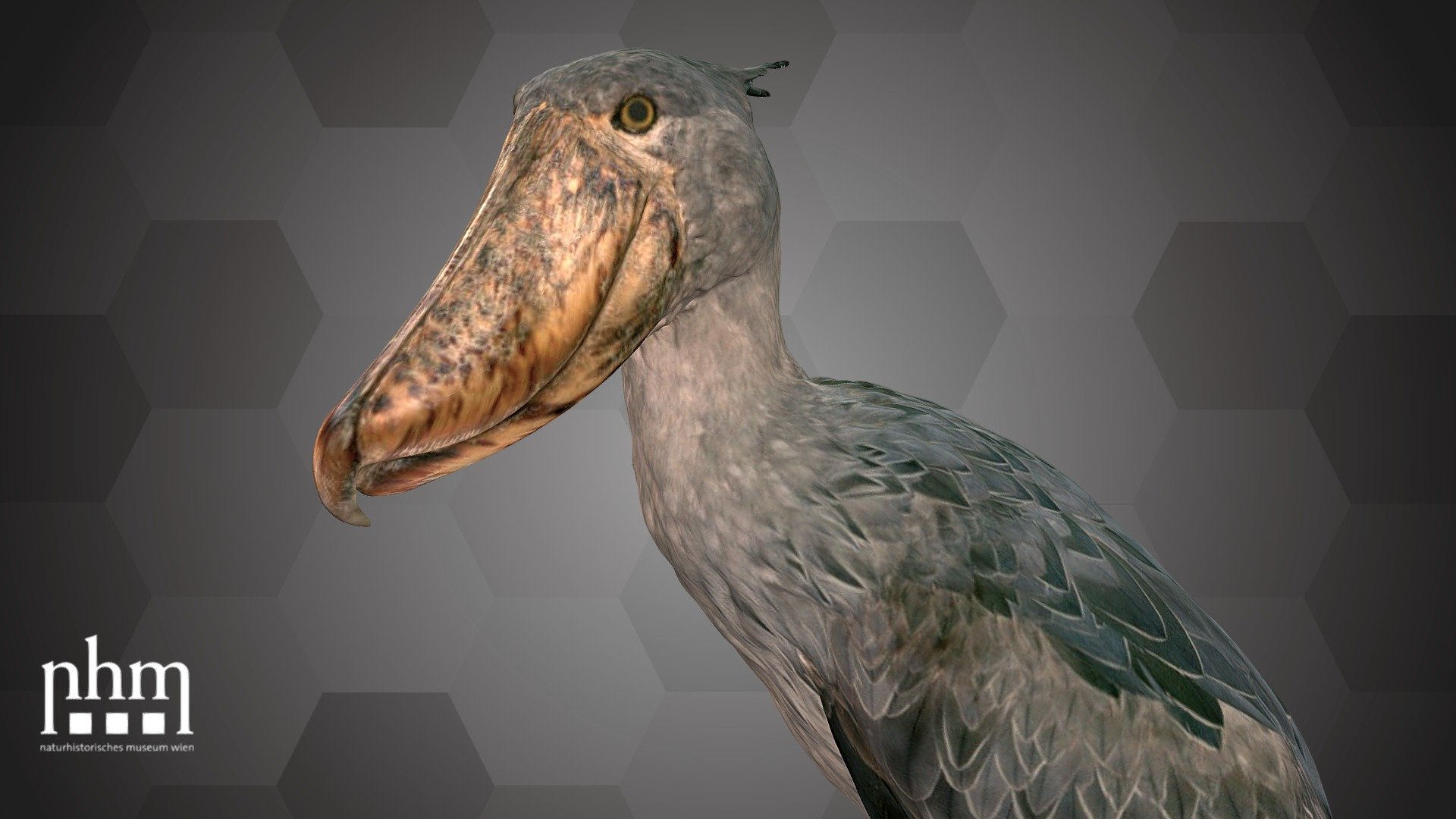 3D scan of a mount of a shoebill (Balaeniceps rex), that can stand up to 1.2 meters. Its name refers to the enormous beak that resembles a shoe. In Southern Sudan B. rex inhabits swamps and lakeshores where papyrus and reeds grow. This material is used to build their nests. This specimen of the rare African bird comes from the Bahr el Ghazal estuary in Sudan and was donated to the NHM Vienna in 1913. 

The Shoebill is Number 76 of the NHM Top 100 and can be found in Hall 30 of the NHM Vienna.

Specimen: Balaeniceps rex (Gould, 1850)

Inventory number: NHMW-Zoo-VS 62.593

Collection: Natural History Museum Vienna, 1st Zoological Dept., Bird Coll. (curator: Swen Renner)

Find out more about the NHMW here.

Scanned and edited by Anna Haider &amp; Viola Winkler (NHMW)

Scanner: Artec Leo. Infrastructure funded by the FFG 3d model