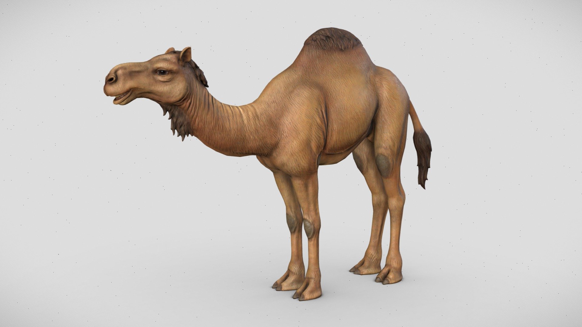 A low-poly Dromedary Camel model with textures.

Normal, Color, Specular/Gloss, Occlusion, and Cavity maps are 4096.

Collada, FBX, and OBJ formats included 3d model