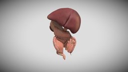 Fetal digestive system week sixteen (week 16) anatomy, biology, baby, science, week, fetus, digestive, month, ebers