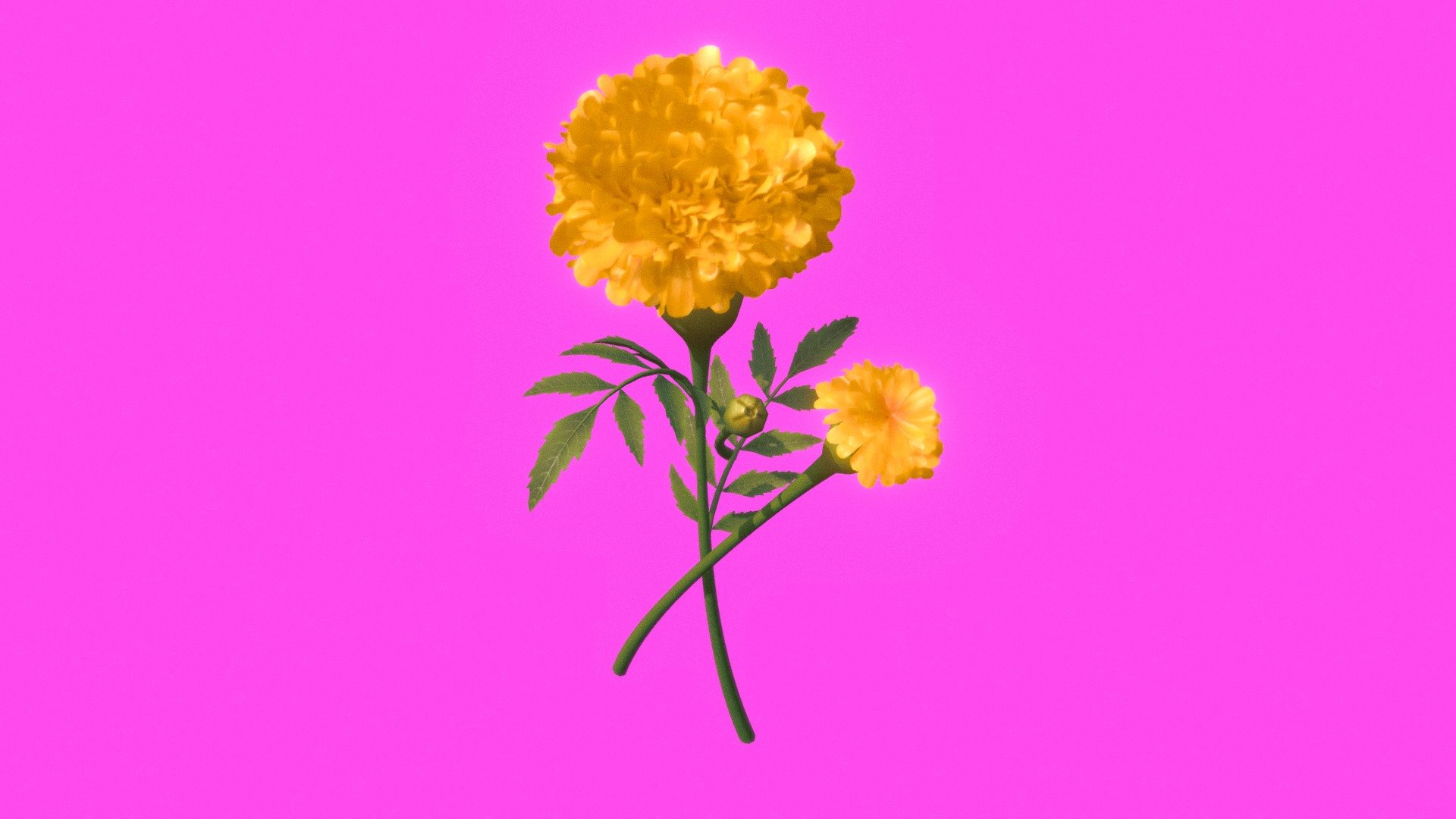La flor de cempasúchil es la flor de una planta conocida como tagete, clavel chino o clavelón de la India. En México, se la llama flor de los muertos o cempaxóchitl. Su nombre científico es Tagetes erecta. La palabra “cempasúchil”, como tal, proviene del náhuatl y significa &lsquo;veinte flor' o &lsquo;flor de veinte pétalos'.

La flor de cempasúchil es una flor con un gran valor simbólico en México, especialmente en la celebración del Día de Muertos 3d model
