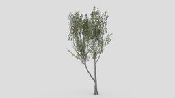 Conocarpus Tree- 03 unreal, conocarpus, unity, 3dconocarpus, lowpoly-conocarpus