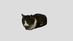 felix loaf cat, meme, felix, lowpoly