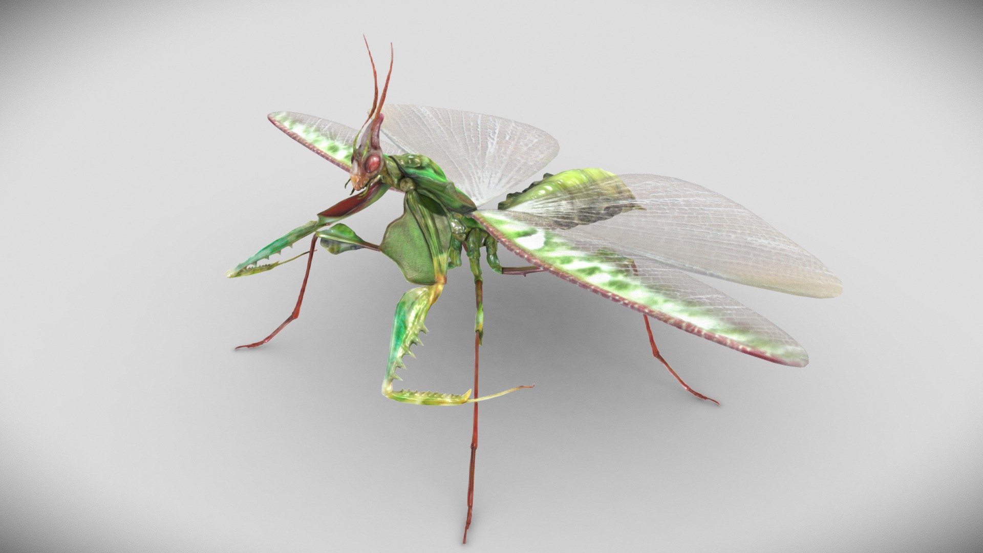 A Giant Devil's Flower Mantis (Idolomantis Diabolica) model with textures.

Color, Normal, Specular, Ambient Occlusion, Thickness, Translucency Maps included. (4096)

Displacement Map (2048) also included.

Collada, FBX, and OBJ formats included 3d model