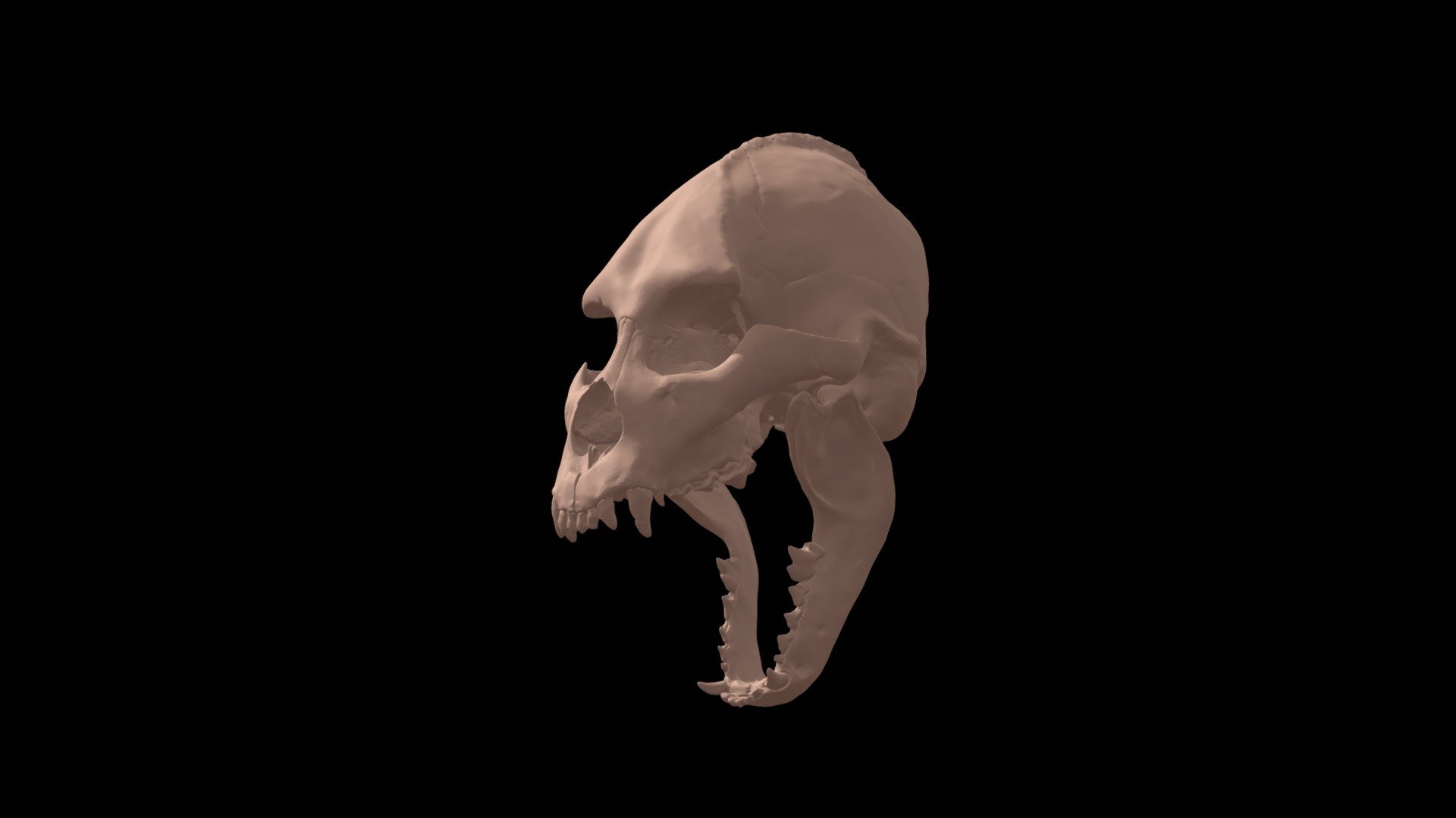 Realistic werewolf skull at the middle stage of transformation from a human to a wolf. We see how the proportions of the skull and teeth change. The large occipital fofamen is displaced posteriorly, the occipital crest appears, the orbits change, etc. The skull is created taking into account the knowledge of anatomy 3d model