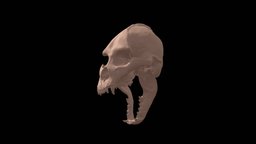 Werewolf lycanthrope skull anatomy, bone, dead, cranium, exhibition, scary, museum, crane, sci-fy, crature, craniology, lycanthrope, werwolf, skull, characters, monster, wolf, bonehead