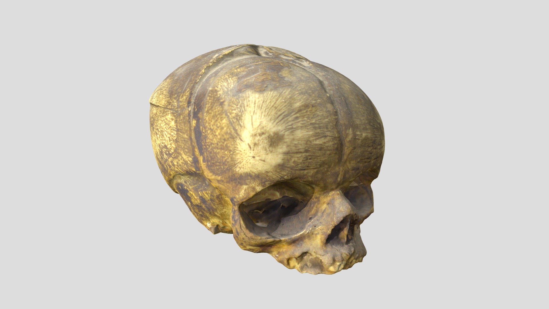 Scanned with Agisoft Metashape - Real Fetus Skull - 3D model by adrianovalentini (@adrianocanotto) 3d model