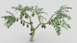 Cacao Tree( Green Fruit)- 07 cacao-tree, 3d-cacaotree, lowpoly-cacao, 3d-lowpoly-cacao, cocoatree