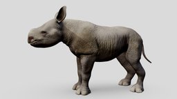 Baby black rhino. second of five rhinoceros