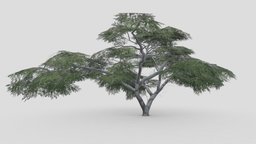Acacia Tree-S14 tree, acacia, 3d-acacia, lowpoly-acacia