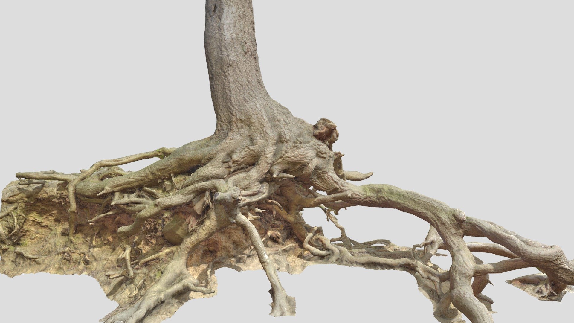 Fully processed 3D scans: no light information, color-matched, etc.

Ready to use for all kind of CGI

Source Contains:
- .obj
- .fbx
- .blend

8K Textures:
- normal map
- albedo
- roughness

Please let me know if something isn't working as it should.

Realistic Oak Roots Big Scan Overhang - Oak Roots Big Scan - Buy Royalty Free 3D model by Per's Scan Collection (@perz_scans) 3d model