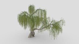 Weeping Willow Tree-S1 tree, plant, grass, unreal, architectural, weeping, willow
