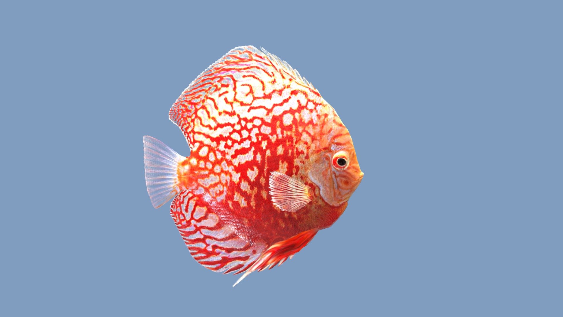 Before purchasing this model, you can free download Emperor Angelfish and try to import it. 



The realistic fish model &ldquo;Discus Checkerboard Red Map