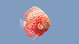 Discus Checkerboard Red Map fish, red, discus, tropical, river, underwater, beauty, coral, ocean, aquarium, bay, discusfish, freshwater, checkerboard, aquarium-fish, sea
