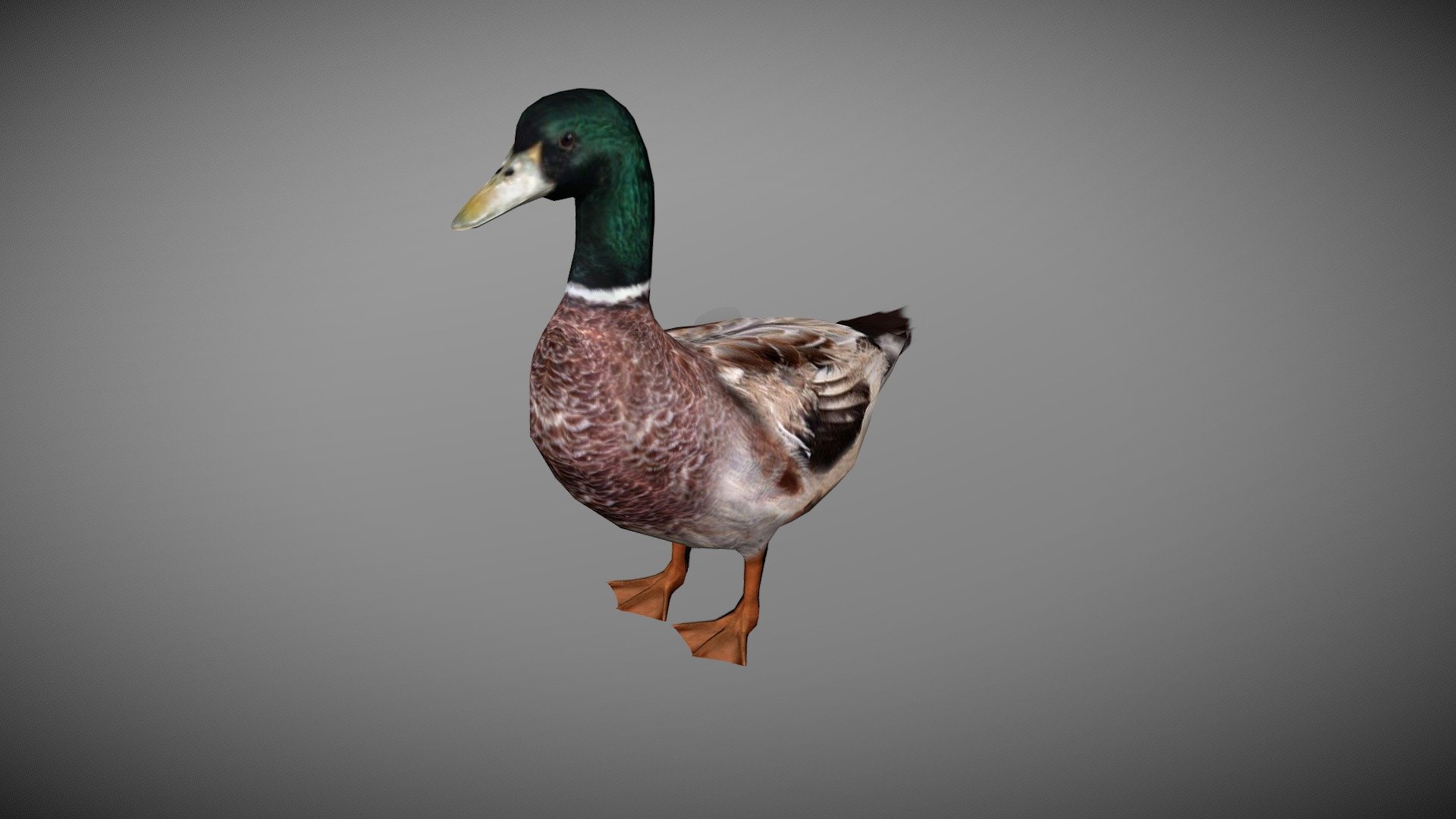WATCH = https://youtu.be/FWDBqAXRHTg
3D Male Duck Realistic Character


PACKAGE INCLUDE



High quality polygonal model, correctly scaled for an accurate representation of the original object.

Model is built to real-world scale.

Many different format like blender, fbx, obj, iclone, dae

No additional plugin is needed to open the model.

3d print ready in different poses

Separate Loopable Animations

Ready for animation

High Quality materials and textures

Triangles = 1592

Vertices = 837

Edges = 2431

Faces = 1592


ANIMATIONS



Idle

Walk

Eat

+Many different 3d Print Poses


NOTE



GIVE CREDIT BILAL CREATION PRODUCTION

SUBSCRIBE YOUTUBE CHANNEL = https://www.youtube.com/BilalCreation/playlists

FOLLOW OUR STORE = https://sketchfab.com/bilalcreation/models

LIKE AND GIVE FEEDBACK ON THE MODEL


CONTACT US                 =  https://sites.google.com/view/bilalcreation/contact-us

ORDER  DONATION   =  https://sites.google.com/view/bilalcreation/order - DUCK MALE ANIMATED - Buy Royalty Free 3D model by Bilal Creation Production (@bilalcreation) 3d model