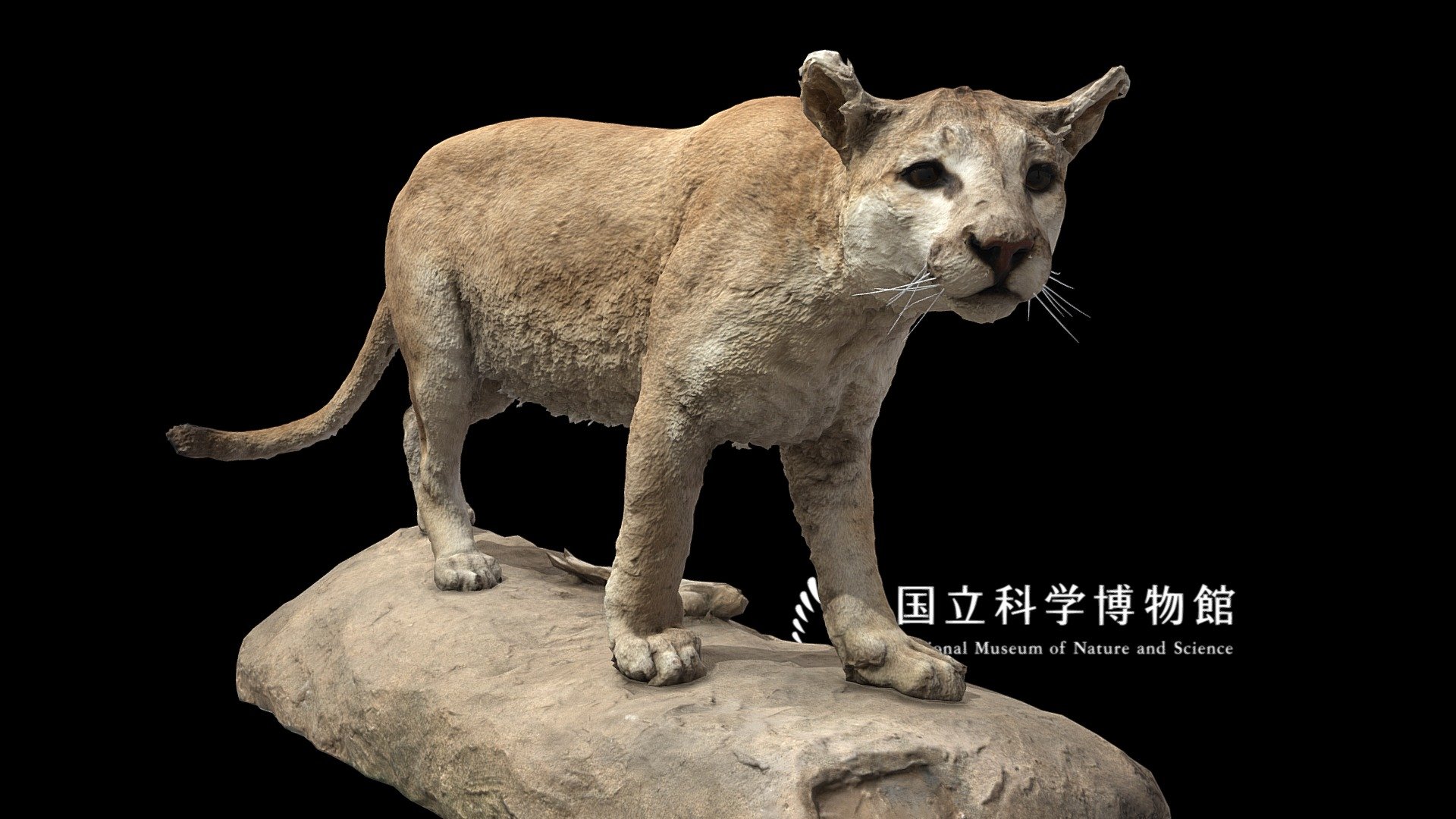 ■ About specimen



Scientific name : Puma concolor

Japanese vernacular name : ピューマ

English vernacular name : Cougar

Specimen type : Taxidermy specimen

Collection date : 1991-02

Collection place : La Cueva Lodge in the Jemez Valley, NEW MEXICO, USA

See also : record page on the &ldquo;Yoshimoto 3D