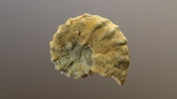 Nigericeras scotti D6756 fossil, cretaceous, cephalopod, ammonite, invertebrate, agisoft, photoscan