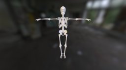 Human Skeleton body, skeleton, bone, skeletal