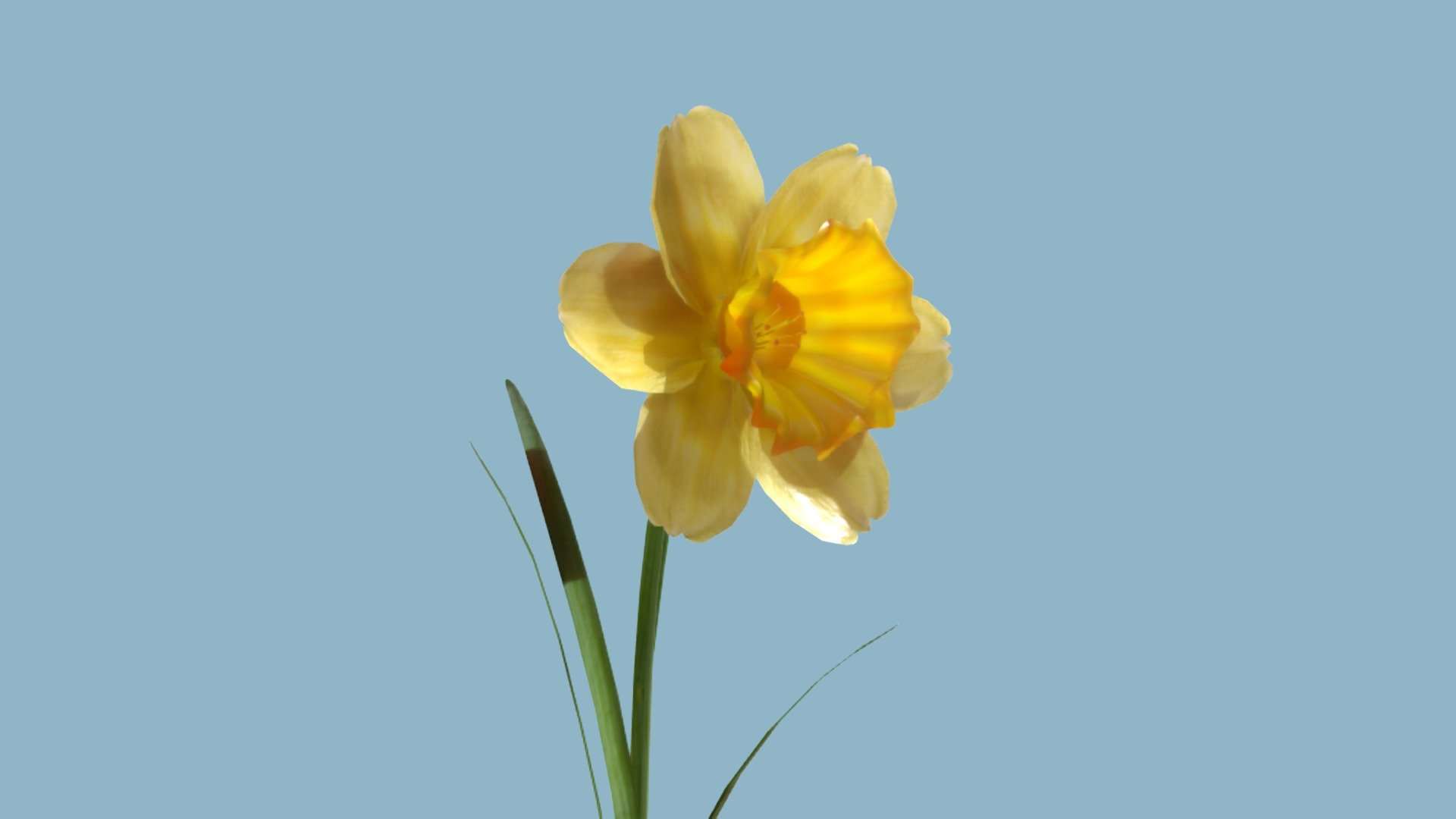 Animated blooming Jonquil.



All textures used are (2d) scans of real flowers coming from my garden

This model is also part of my flowers pack (25% discount for all my flowers)




Made with blender.



If you have any questions, do not hesitate to contact me.

 
 

 - Jonquil - Buy Royalty Free 3D model by Zacxophone 3d model