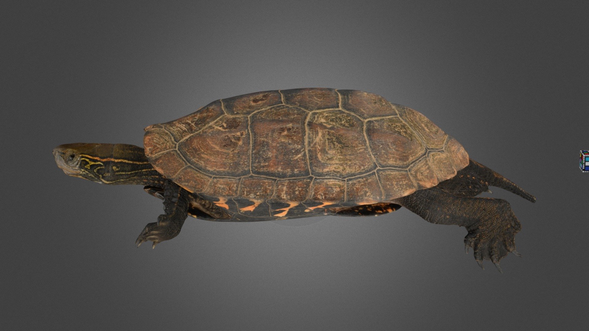 Mauremys japonica x reevesii. ニホンイシガメ と クサガメ との雑種.
Kumamoto, Japan. 熊本県. イシガメ カメ 亀.
Detail: https://ffish.asia/s/55998 - ウンキュウ ♂ Japanese Pond Turtle (hybrid) - Download Free 3D model by ffish.asia / floraZia.com (@ffishAsia-and-floraZia) 3d model