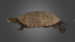 ウンキュウ ♂ Japanese Pond Turtle (hybrid) turtle, tortoise, pond, japonica, japanese, ffishasia, mauremys