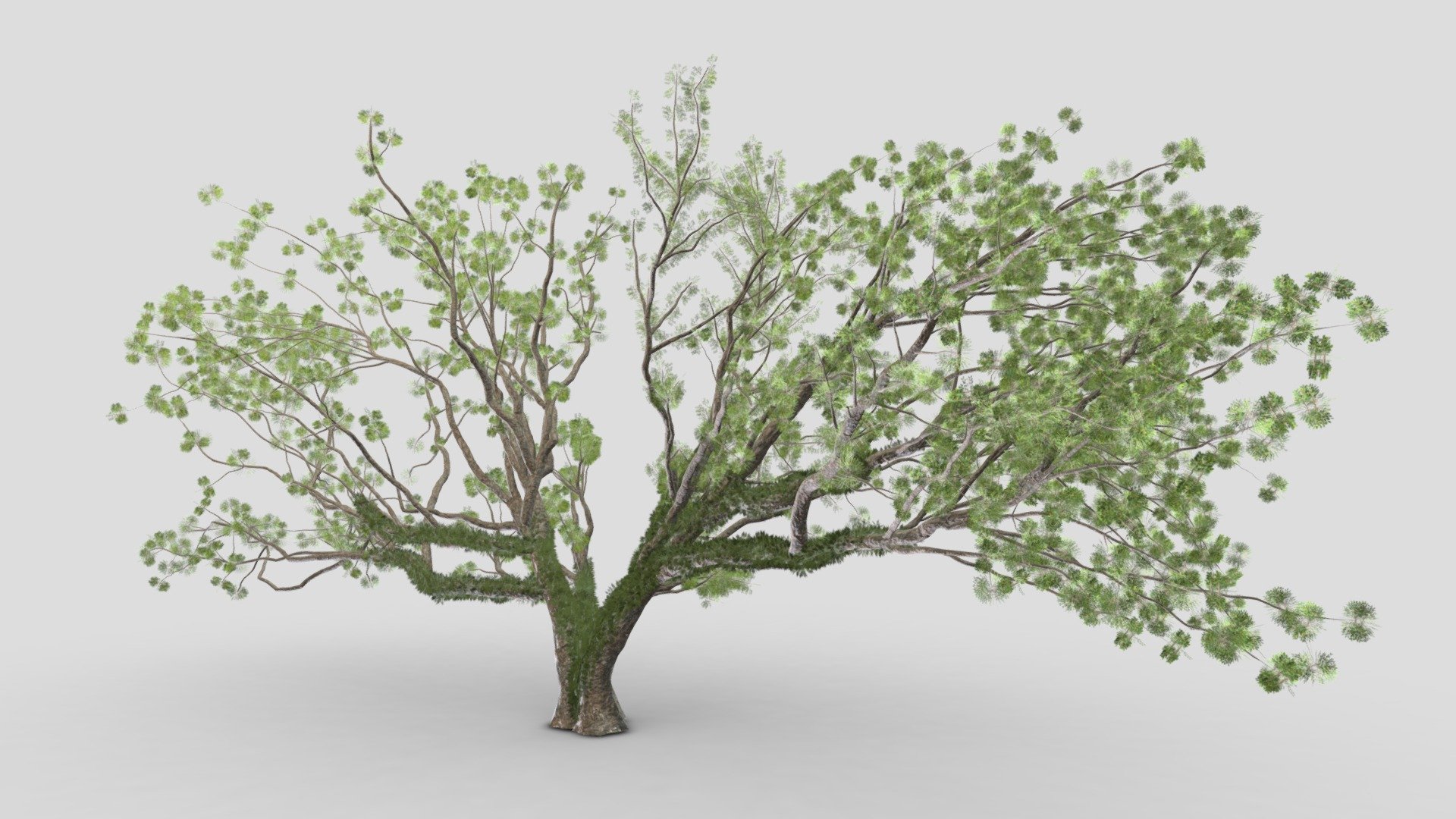 only enjoy working on this model.

Insatgram: https://www.instagram.com/p/CAyKIFnAz9O/?igshid=1rjw9a2wfofv8 - Tree-A3-Live Oak - Buy Royalty Free 3D model by ASMA3D 3d model