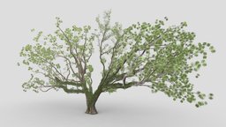 Tree-A3-Live Oak object, tree, live, game, aok