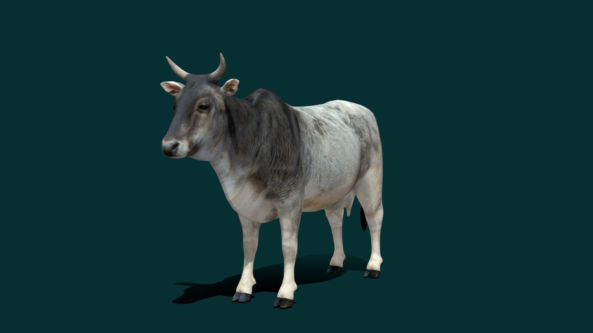 Zebu Cattle  (Humped Cattle)  

Bos taurus indicus Asian Zebu Cattle Breed (Domestic Cow )

1 Draw Calls

GameReady 

13 Animations

4K PBR Textures Material

Unreal FBX

Unity FBX  

Blend File 

USDZ File (AR Ready). Real Scale Dimension

Textures Files

GLB File

Gltf File ( Spark AR, Lens Studio(SnapChat) , Effector(Tiktok) , Spline, Play Canvas ) Compatible



Triangles : 6484

Vertices  : 3261

Faces     : 3274 

Edges     : 6530
 Diffuse , Metallic, Roughness , Normal Map ,Specular Map,AO

The zebu, sometimes known in the plural as indicine cattle or humped cattle, is a species or subspecies of domestic cattle originating in South Asia. Zebu, like many Sanga cattle breeds, differs from taurine cattle by a fatty hump on their shoulders, a large dewlap, and sometimes drooping ears. Wikipedia
Scientific name: Bos taurus indicus
 - Asian Zebu Cattle (Low Poly) - 3D model by Nyilonelycompany 3d model