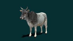 Asian Zebu Cattle (Low Poly) cow, animals, asian, ar, horn, taurus, indicus, bos, breed, cattle, zebu, domestic-animal, farm-animal, lowpoly, gameasset, creature, animation, gameready, bovidae, nyilonelycompany, humped_cattle, noai, asian_cow, domestic_cattle, indicine_cattle