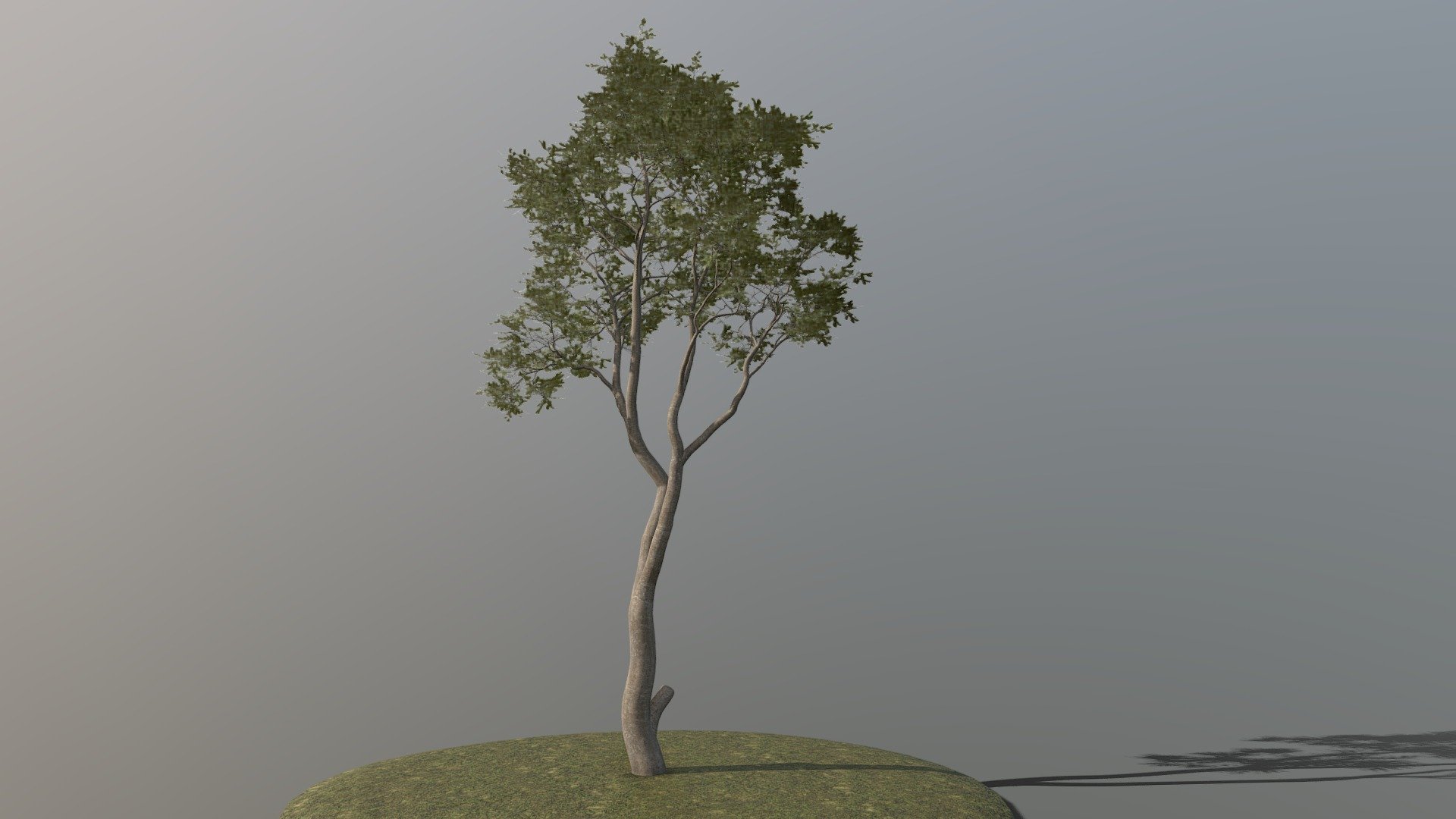 Detailed Description Info:


Model: Beech Tree


Media Type: 3D Model


Geometry: Quads/Tris


Polygon Count: 195690


Vertice Count: 213880


Textures: Yes


Materials: Yes


Rigged: No


Animated: No


UV Mapped: Yes


Unwrapped UV’s: Yes Mixed


|||||||||||||||||||||||||||||||||||


All branches are split out with their corresponding leaves enabling easy modification or rigging should it be required 3d model