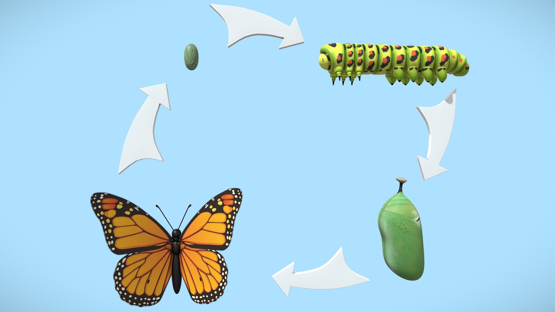 Butterflies and moths undergo a complete metamorphosis, which means there are four separate stages in the life cycle (egg, larva, pupa, and adult). Each stage looks completely different and serves a different purpose in the life of the insect 3d model