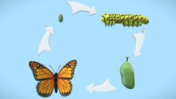 Life Cycle Of a Butterfly substancepainter, 3d, maya2022