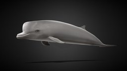 Nebbhval (Hyperoodon Ampullatus) ocean, whale, science, swim, migration, 3d, model, sea