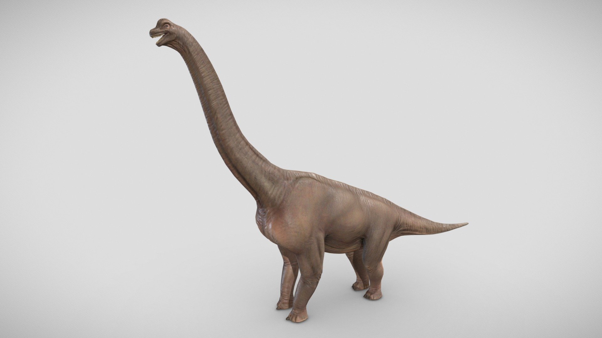 A low-poly Brachiosaurus model with textures.

Normal map is 8192 or 4096.

Color, Specular/Gloss, Occlusion, Cavity, and Displacement maps are 4096.

Collada, FBX, and OBJ formats included 3d model
